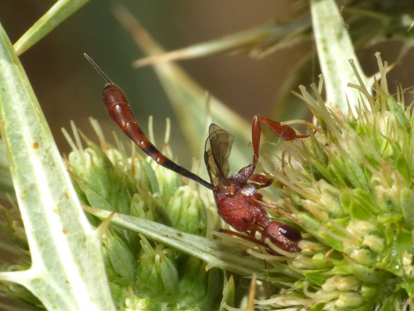 Gasteruption hastator  (Gasteruptiidae)